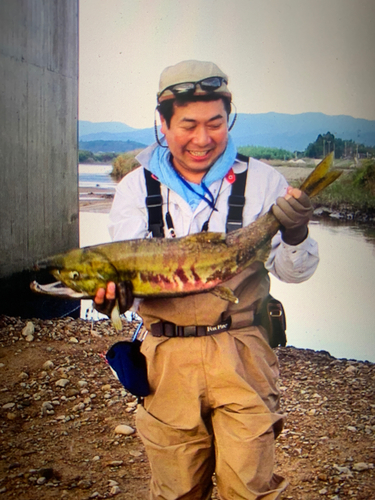 シロザケの釣果