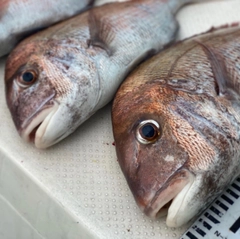 タイの釣果