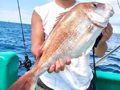 マダイの釣果