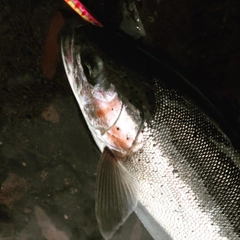 ニジマスの釣果