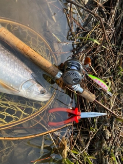 アメマスの釣果