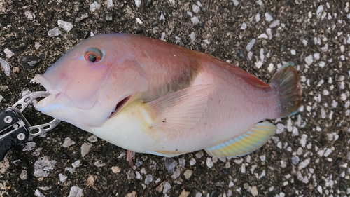 イラの釣果