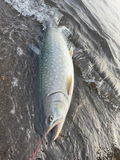 アメマスの釣果