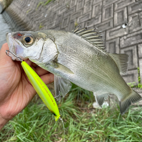 ヒラスズキの釣果