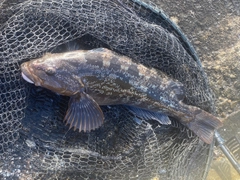 アブラコの釣果