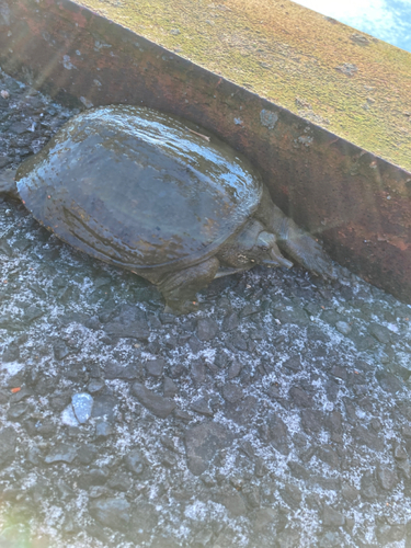 ナマズの釣果