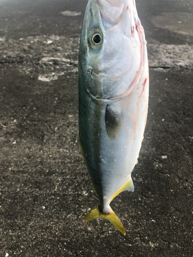 ツバスの釣果