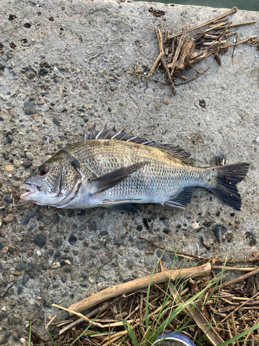 クロダイの釣果