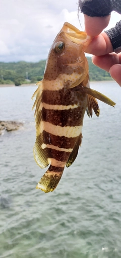 アオハタの釣果