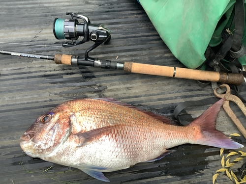 マダイの釣果