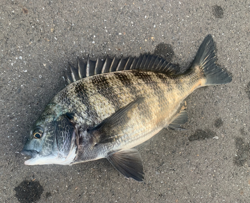 チヌの釣果