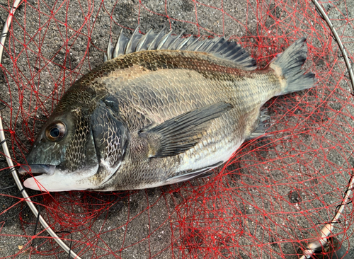 チヌの釣果