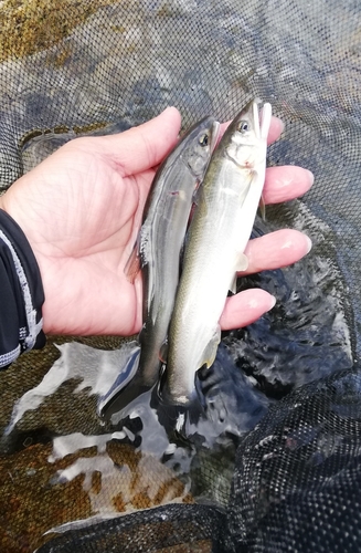 アユの釣果