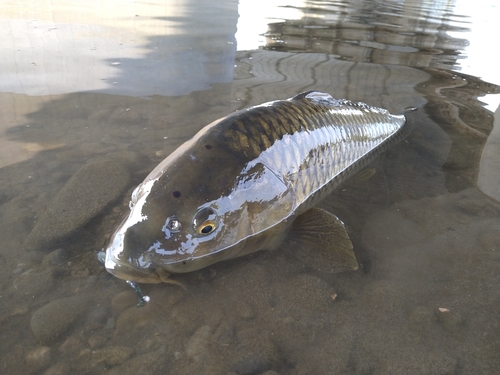 コイの釣果