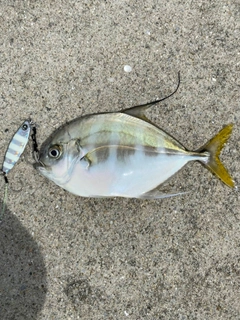 リュウキュウヨロイアジの釣果