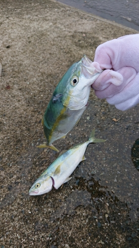 イナダの釣果