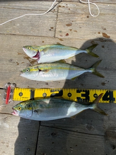 ツバスの釣果