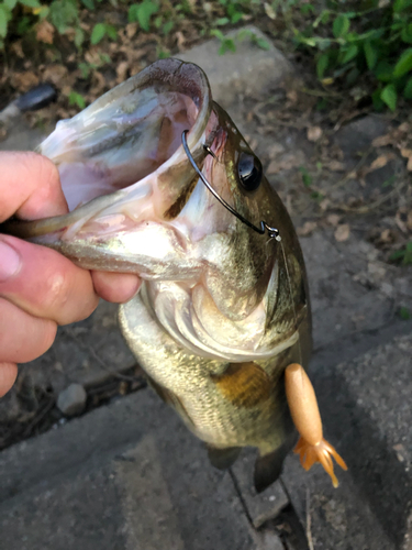 ラージマウスバスの釣果