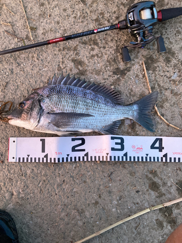 クロダイの釣果