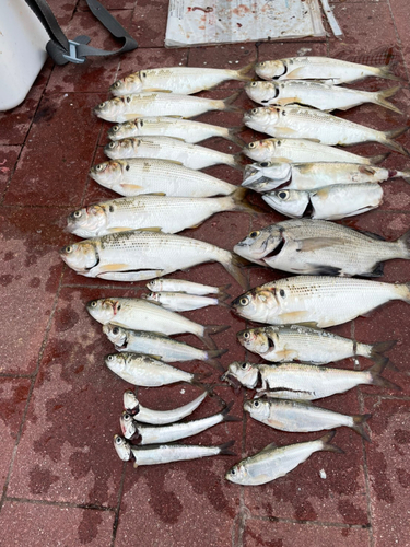 コノシロの釣果