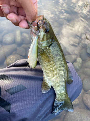 スモールマウスバスの釣果