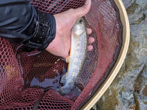 ゴギの釣果