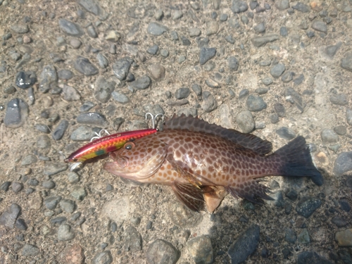 オオモンハタの釣果