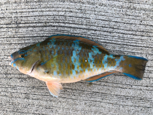 ヒブダイの釣果