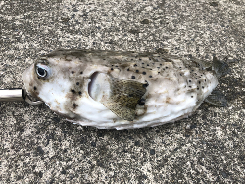 イシガキフグの釣果