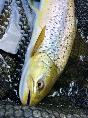 ブラウントラウトの釣果