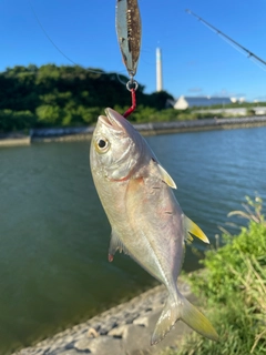 メッキの釣果