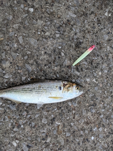 コノシロの釣果