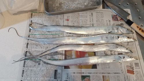 タチウオの釣果