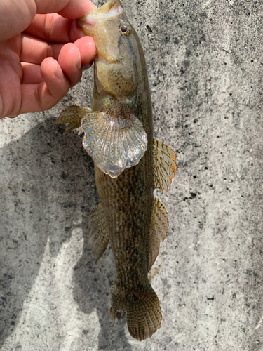 カワアナゴの釣果