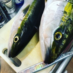 メジロの釣果