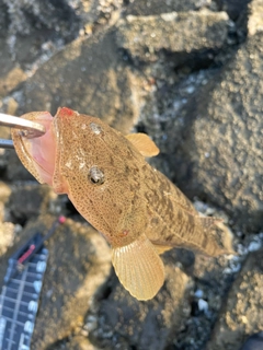 マゴチの釣果