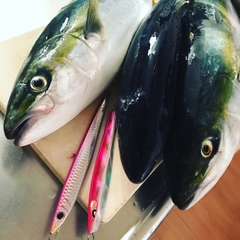 ハマチの釣果