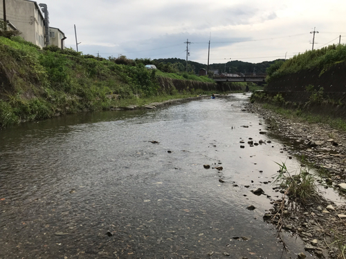 コアユの釣果