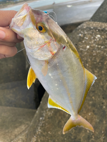 ショゴの釣果