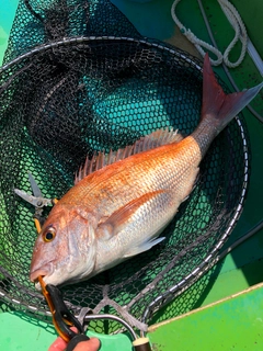 タイの釣果