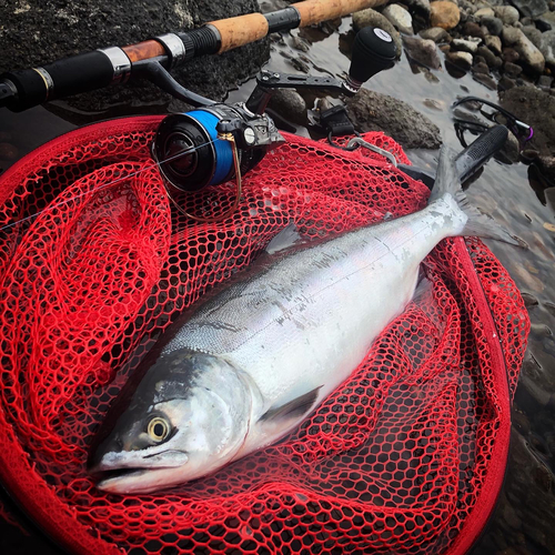 カラフトマスの釣果