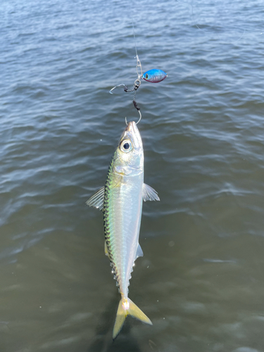 サバの釣果