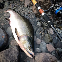 カラフトマスの釣果