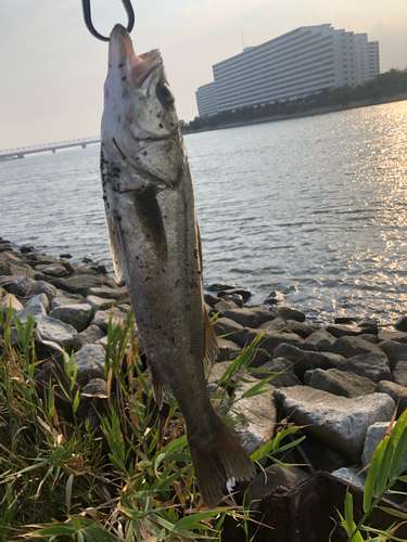 シーバスの釣果