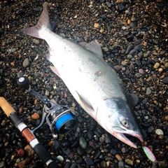 カラフトマスの釣果