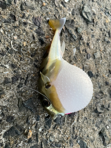 シロサバフグの釣果