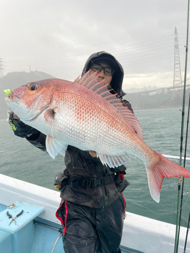 マダイの釣果