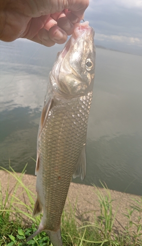 ニゴイの釣果