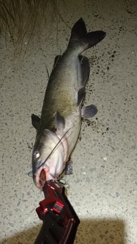 アメリカナマズの釣果