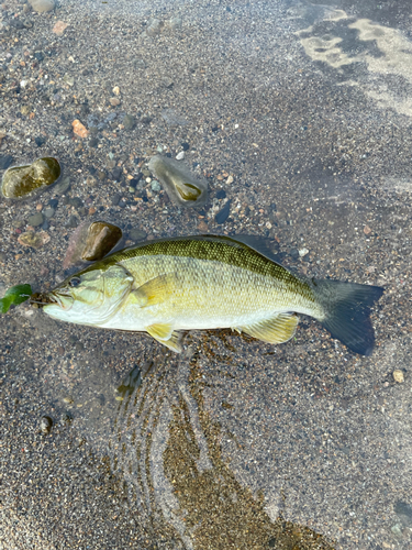 スモールマウスバスの釣果